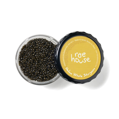 Italian White Sturgeon