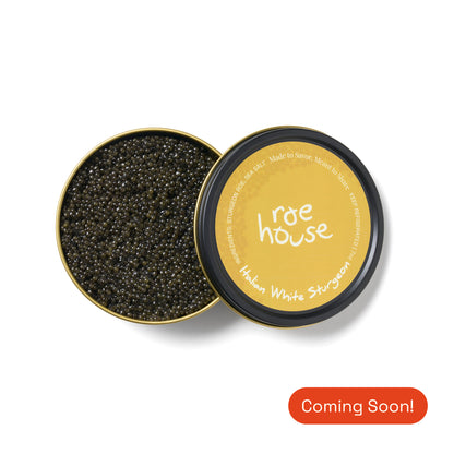 Italian White Sturgeon