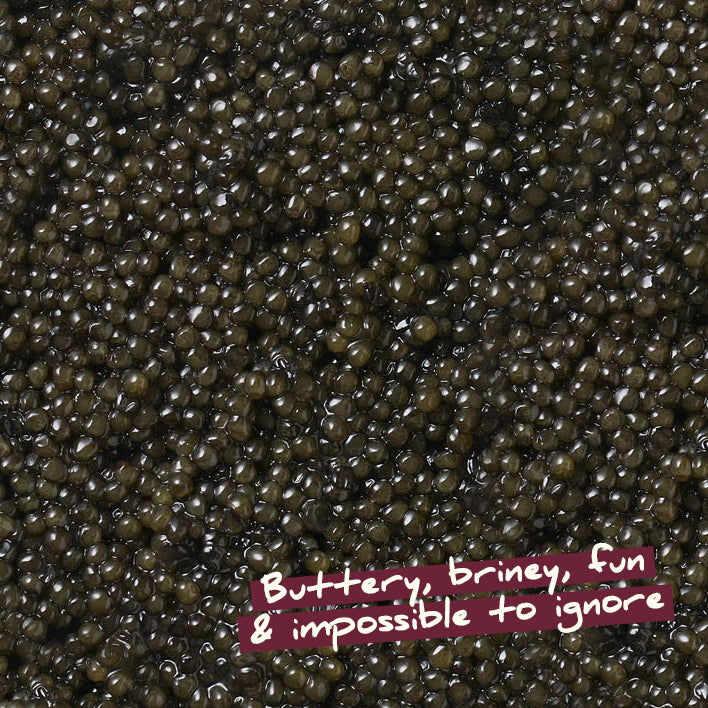 Italian White Sturgeon