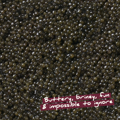 Italian White Sturgeon